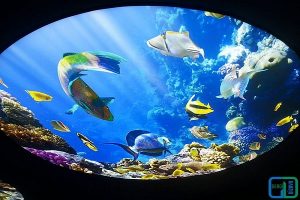 Gergi tavan akvaryum resimleri