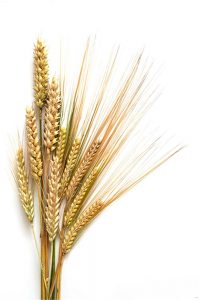Buğday Başağı Gergi Tavan Resimleri