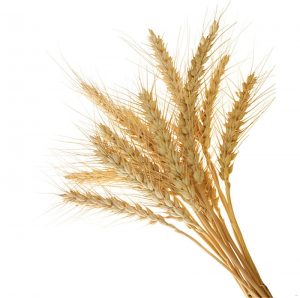 Buğday Başağı Gergi Tavan Resimleri