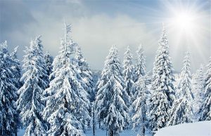 Kış Manzaralı Gergi Tavan Resimleri