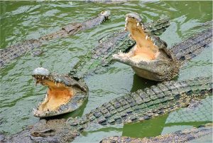 Gergi tavan timsah resimleri